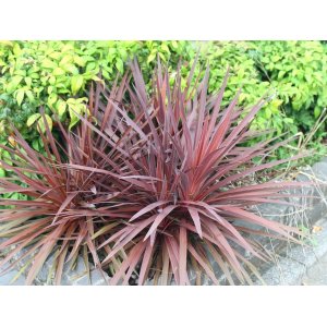 Kordylína austrálska (Cordyline Australis) ´RED STAR´ - výška 100-130 cm, kont. C25L (-12°C)